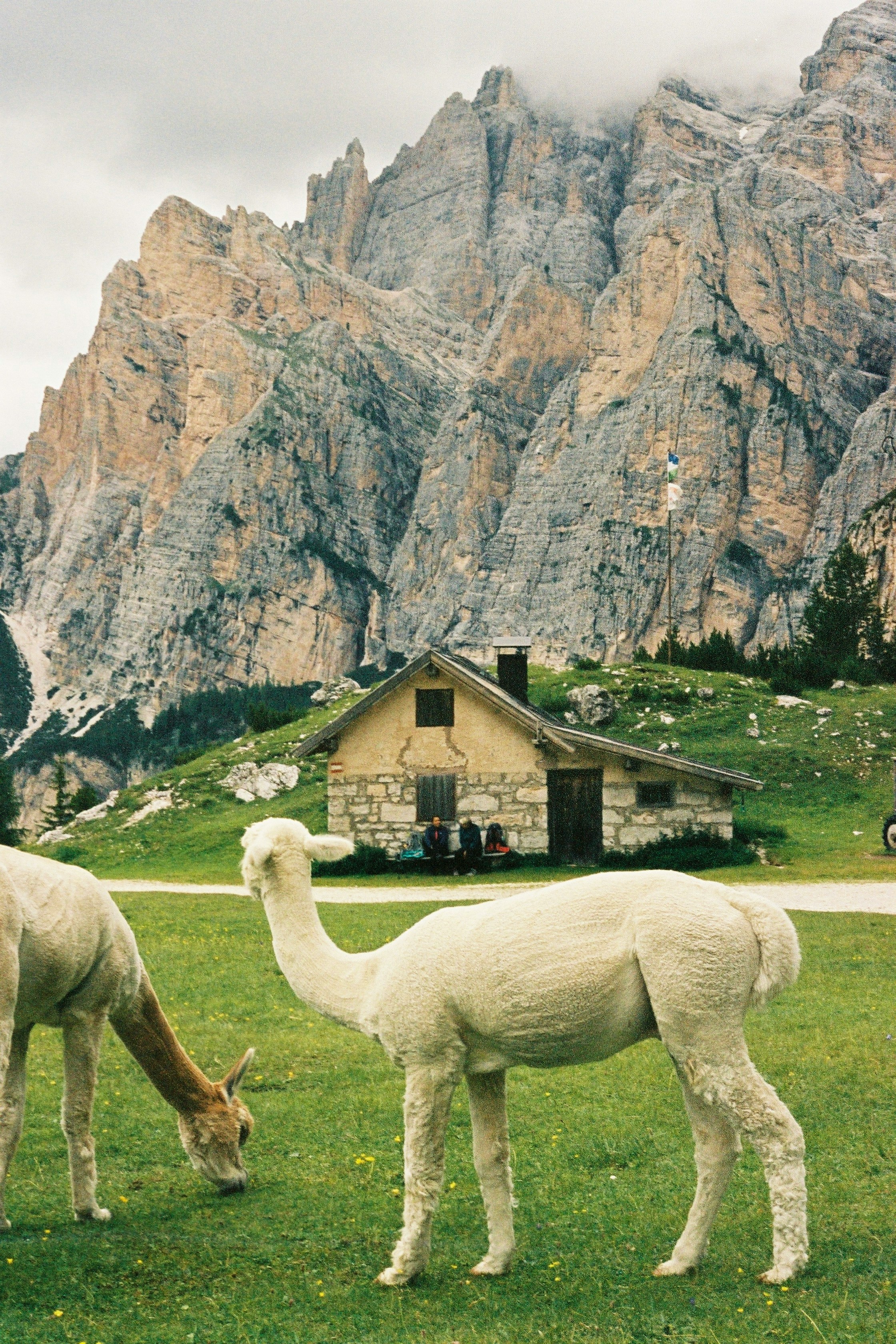 Two alpacas grazing on green grass in front of a stone cabin, with the dramatic rocky peaks of the Dolomites rising steeply in the background under cloudy skies.