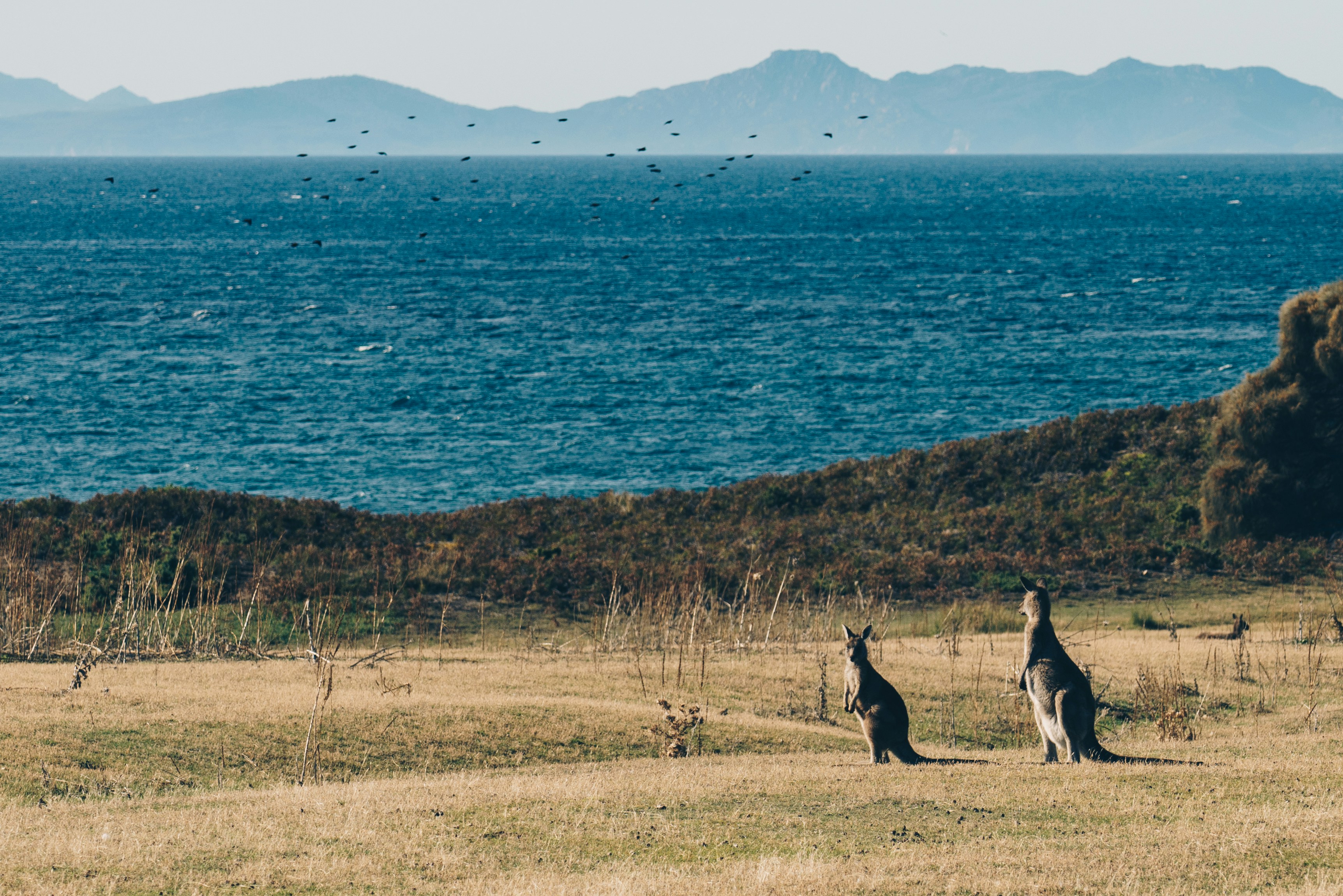 Two kangaroos standing on grassy fields by the coast in Tasmania, with the blue ocean and distant mountains visible on the horizon.
