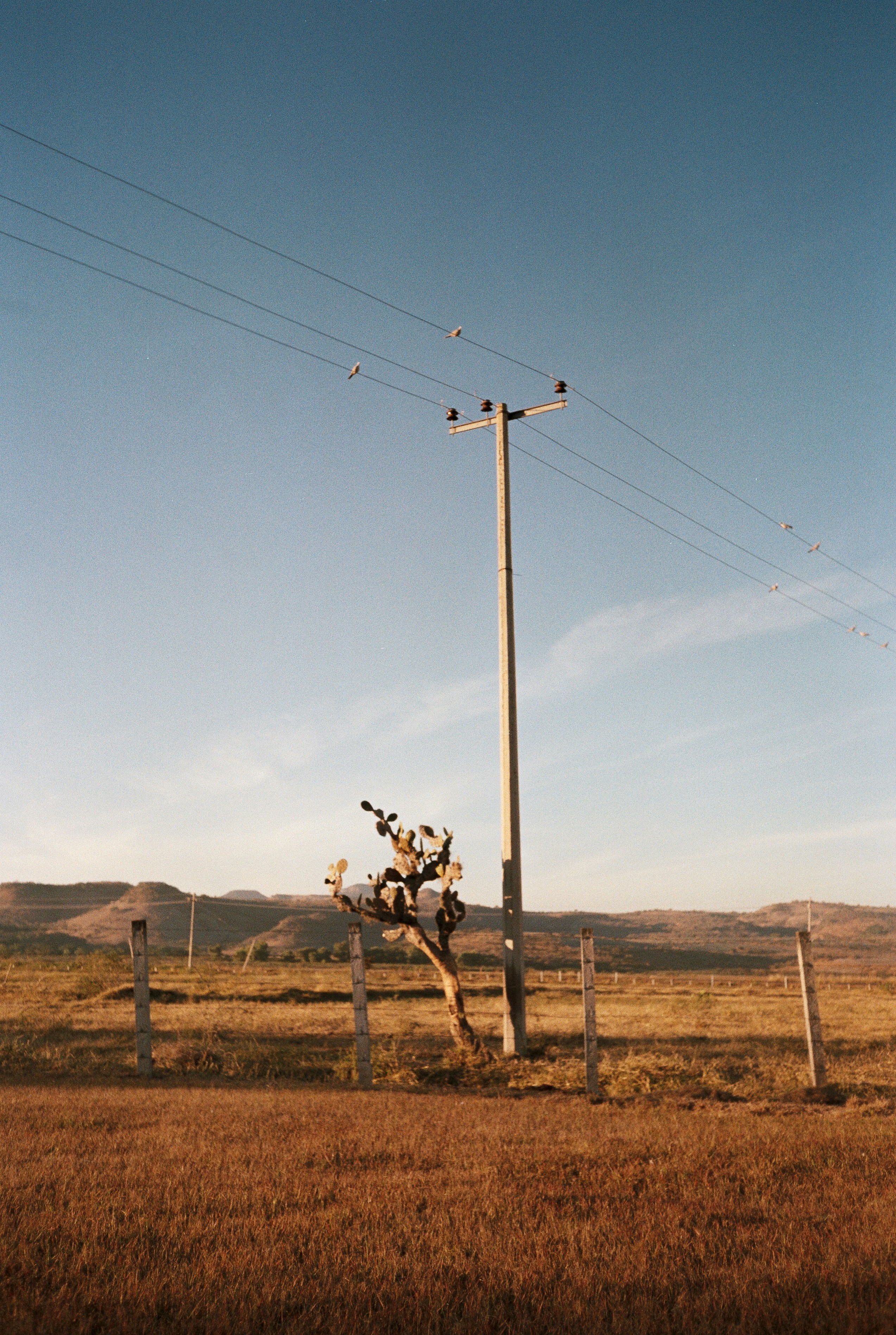 Telephone pole with birds perched on the wires above a dry grassy field, with a cactus tree and rolling hills in the background under a clear sky at sunset.
